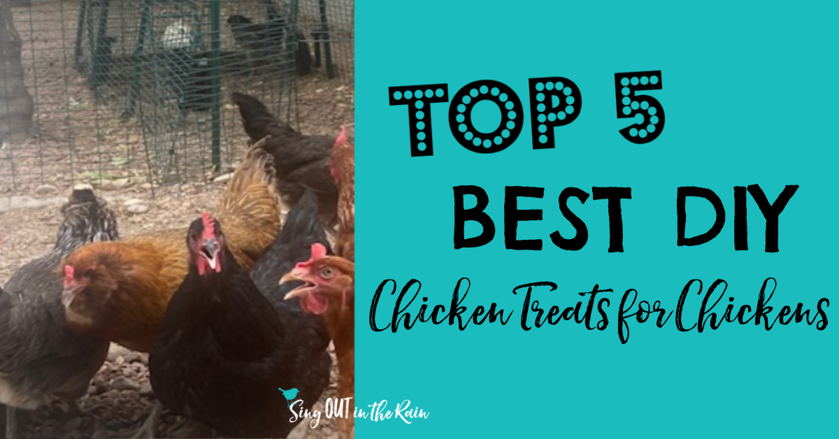 Top 5 Best DIY Chicken Treats for Chickens · Sing OUT in the Rain
