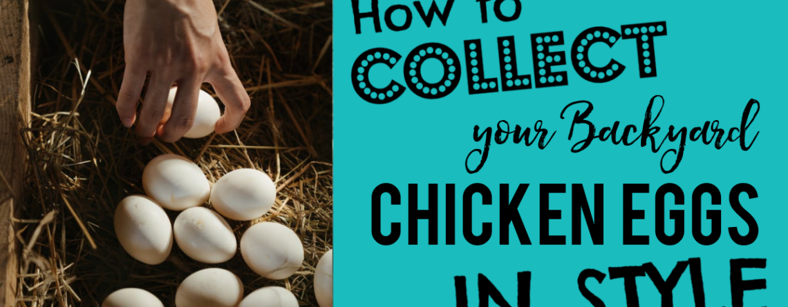 Collect your Backyard Chicken Eggs in STYLE