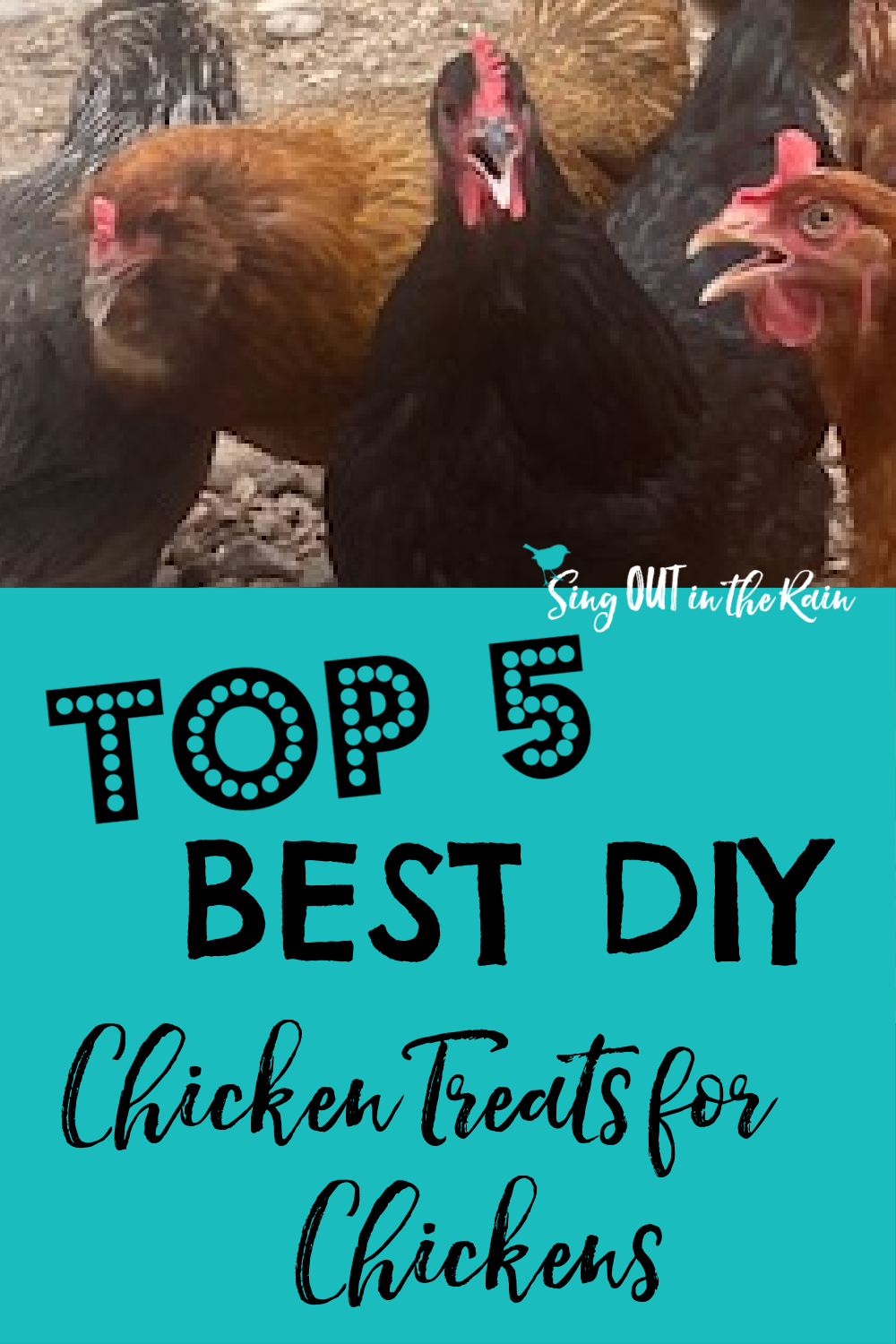TOP 5 BEST DIY Chicken Treats for Chickens ROUNDUP