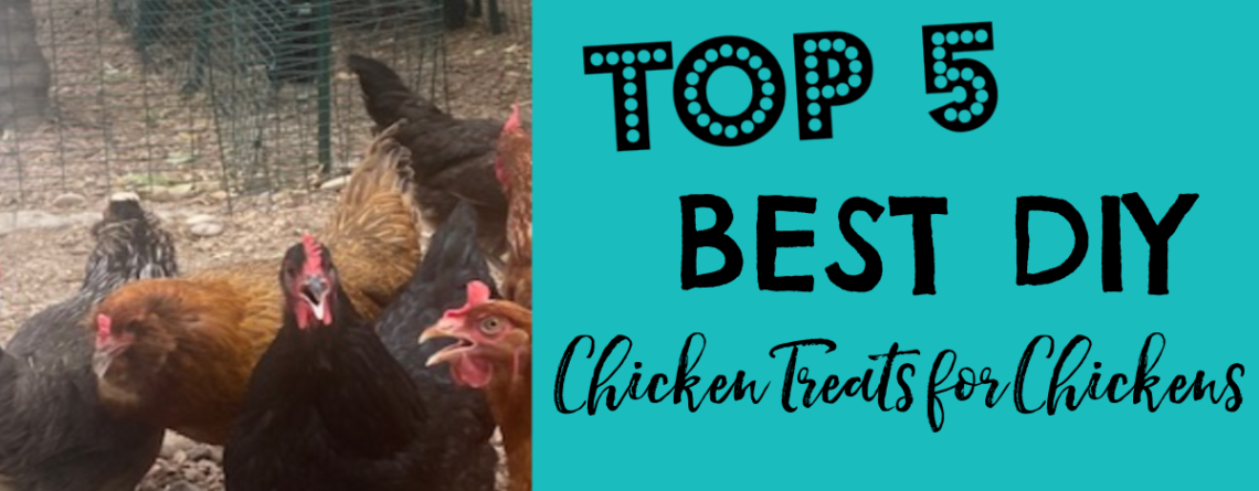 TOP 5 BEST DIY Chicken Treats for Chickens ROUNDUP